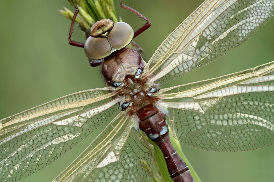 Brown Hawker